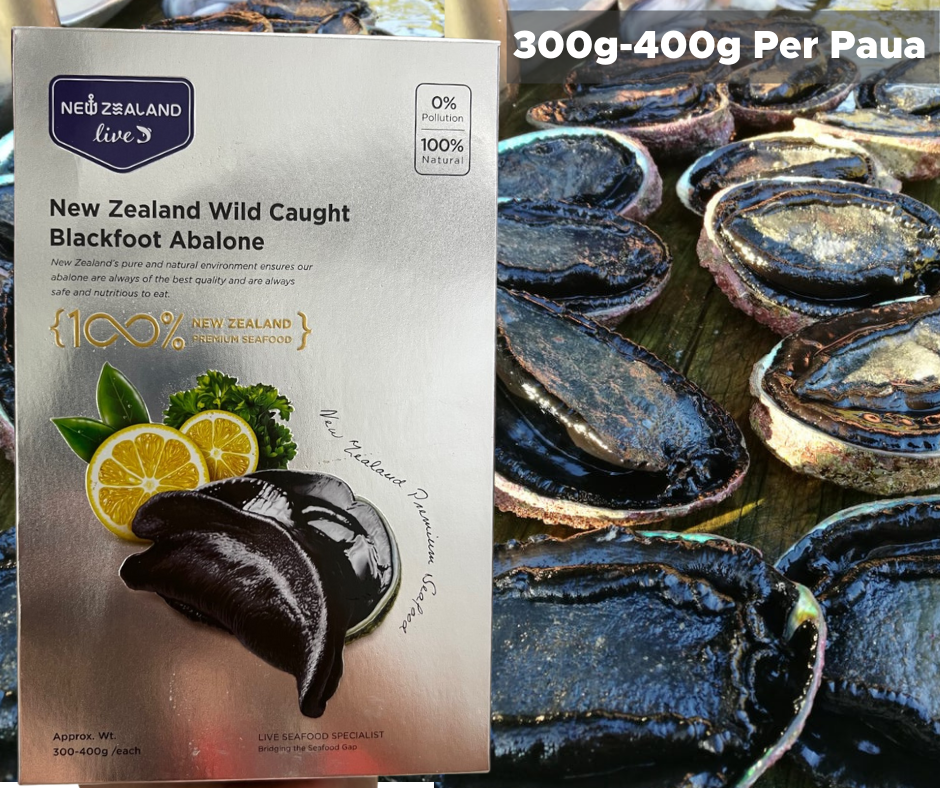 New Zealand Paua (Abalone) price Per KG pieces 300g+ or 400g+