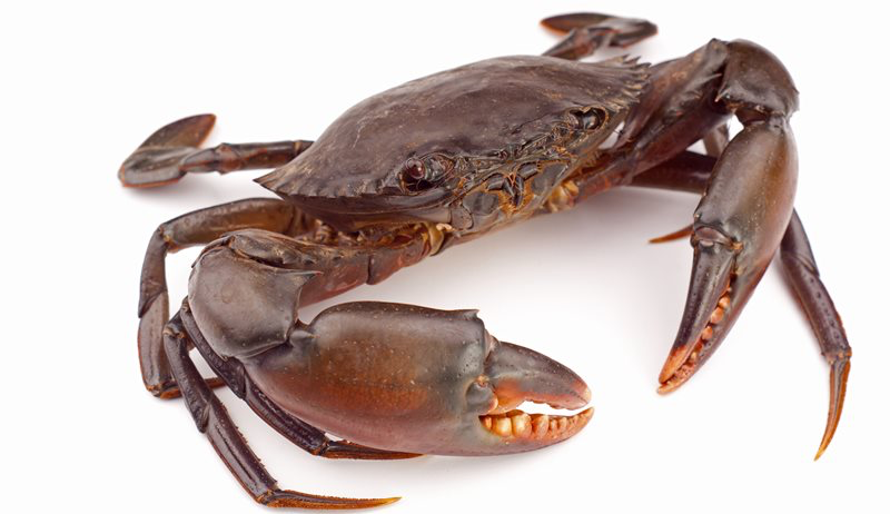 SM Whole Mud Crab 5kg (200/300) 5kg