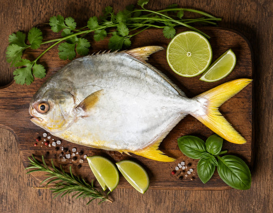 Golden Pompano WR 400/500 10kg, average 22 fish