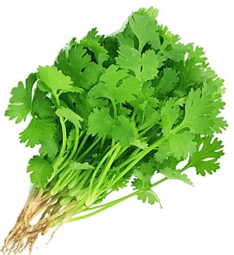 Local, fresh Coriander/Cilantro, hydroponic