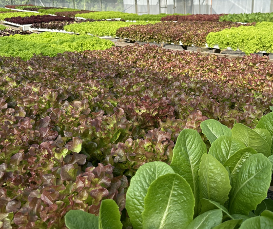 Local, Hydroponic Tropical lettuce per head (Mixed Lettuces)
