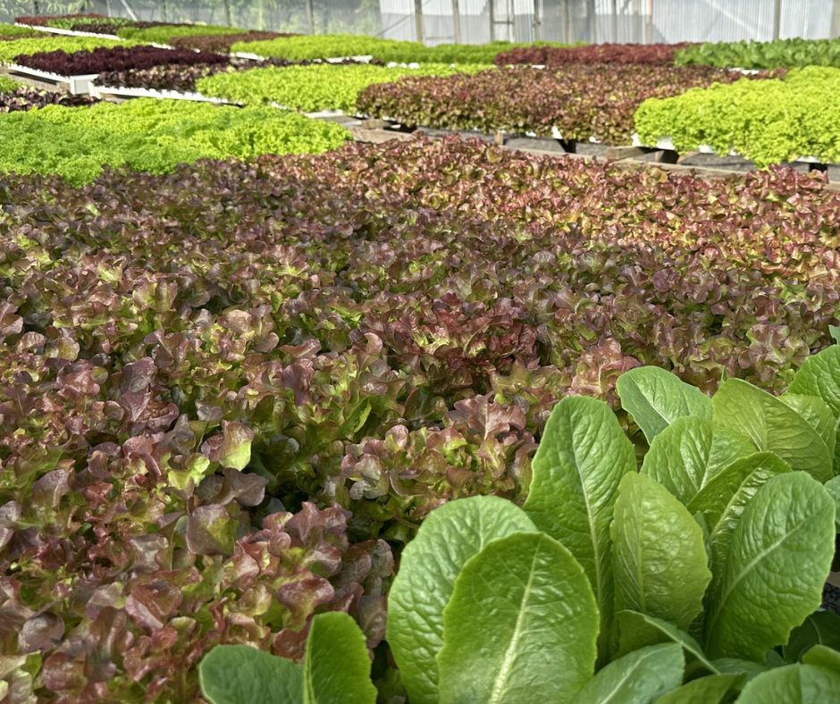 Local, Hydroponic Tropical lettuce per head (Mixed Lettuces)