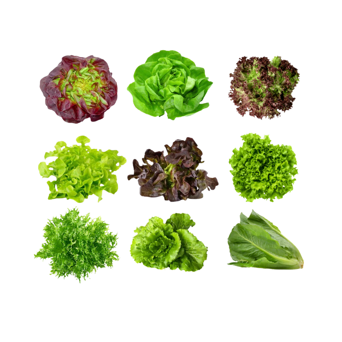 (1) Tropical lettuce, hydroponic, price per each (Mixed Lettuces)
