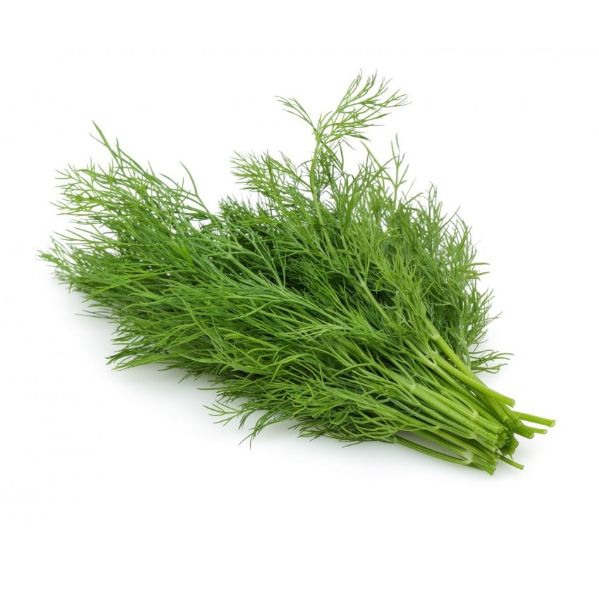 Local, fresh Dill, hydroponic