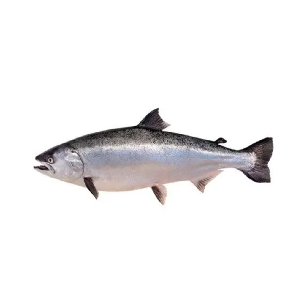 Whole NZ king Salmon VP,  average 1.8- 2.2 kg each, price per kg