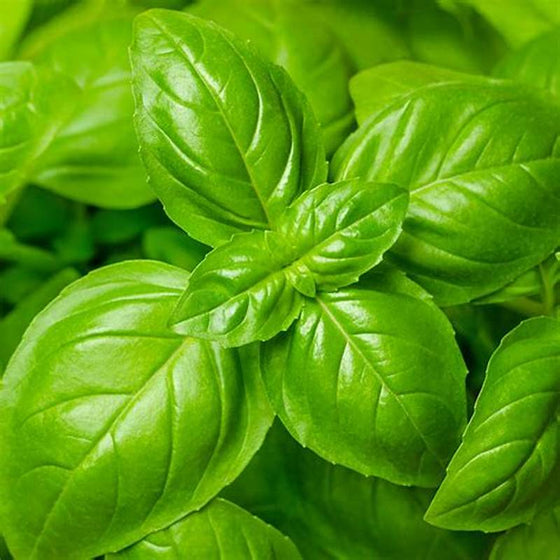 Local Green Basil 40g, hydroponic