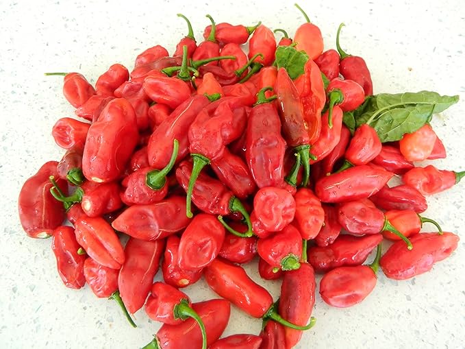 Local, Fresh Chilli