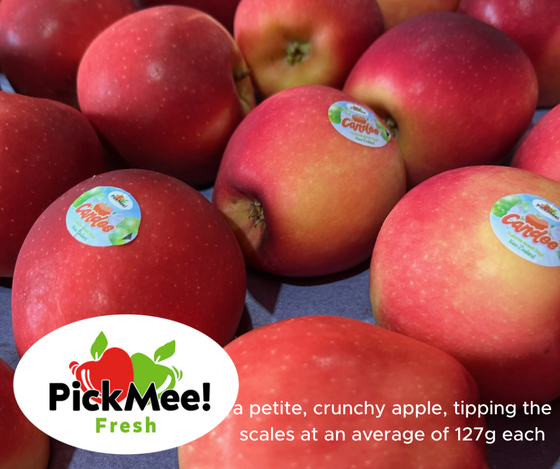 NZ Fresh Apple "PickMee" (Rockit Apples) 17.5kg, small size, average 137-140 apples per carton