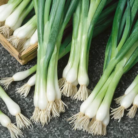 Fresh Spring Onion, hydroponic